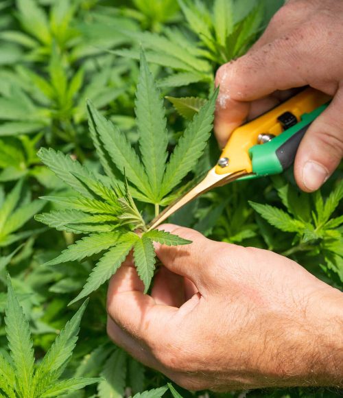 crystalweed-cannabis-uIfWqKSiHBE-unsplash-2.jpg crystalweed-cannabis-uIfWqKSiHBE-unsplash-2.jpg